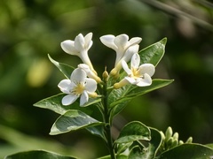 Melodinus suaveolens