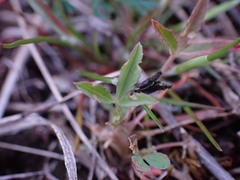 Trifolium willdenovii