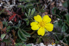 Potentilla rigoana