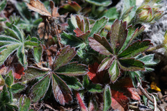 Potentilla rigoana