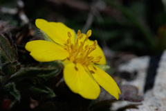 Potentilla rigoana