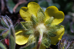 Potentilla rigoana