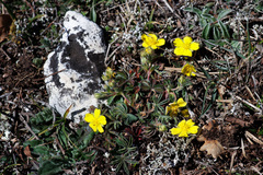 Potentilla rigoana