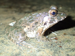 Fejervarya cancrivora