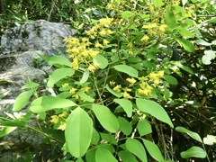 Ticanto crista, photograph Toby Y, CC BY, iNaturalist via GBIF