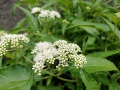 Austroeupatorium inulifolium