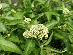 Austroeupatorium inulifolium