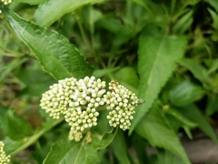 Austroeupatorium inulifolium