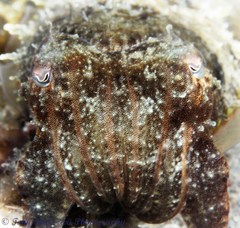Sepia plangon
