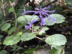 Plectranthus ambiguus