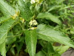 Austroeupatorium inulifolium