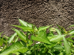 Austroeupatorium inulifolium