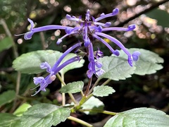 Plectranthus ambiguus