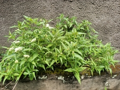 Austroeupatorium inulifolium