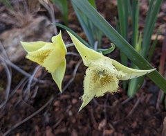 Calochortus amabilis × tolmiei