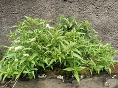 Austroeupatorium inulifolium