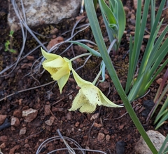 Calochortus amabilis × tolmiei