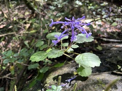 Plectranthus ambiguus
