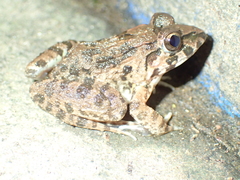 Fejervarya cancrivora