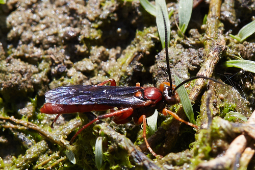 Parasitoid wasp