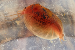 Cyzicus californicus