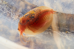 Cyzicus californicus