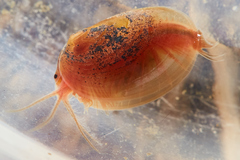 Cyzicus californicus