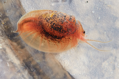 Cyzicus californicus
