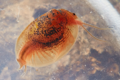 Cyzicus californicus