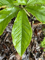 Arisaema ilanense