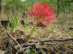 Scadoxus multiflorus image