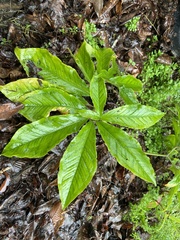 Arisaema ilanense