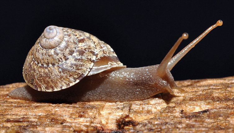 Ganesella
