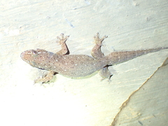 Gehyra mutilata