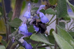 Xylocopa tabaniformis orpifex