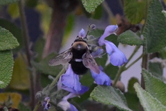 Xylocopa tabaniformis orpifex