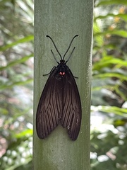 Gynautocera rubriscutellata