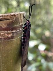 Gynautocera rubriscutellata