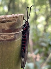 Gynautocera rubriscutellata