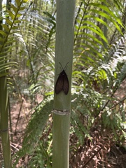 Gynautocera rubriscutellata