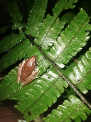 Pristimantis achatinus