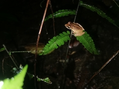 Pristimantis achatinus