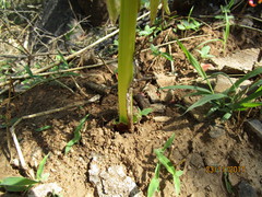 Scadoxus multiflorus image