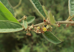 Sida hackettiana