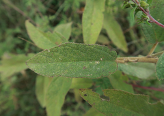 Sida hackettiana