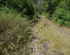 Sida hackettiana