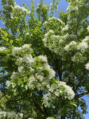 Chionanthus retusus