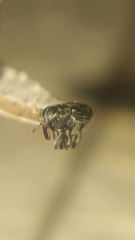 Zygopini