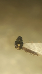Zygopini