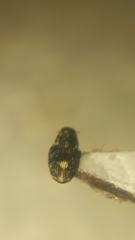 Zygopini